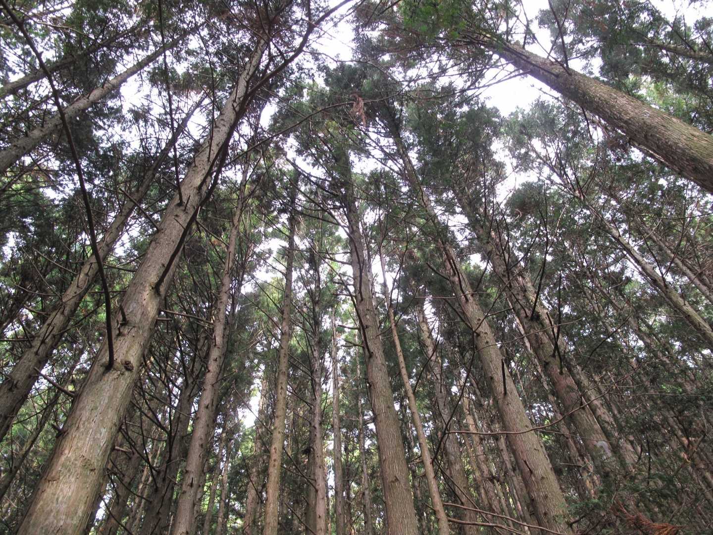 杉の植林