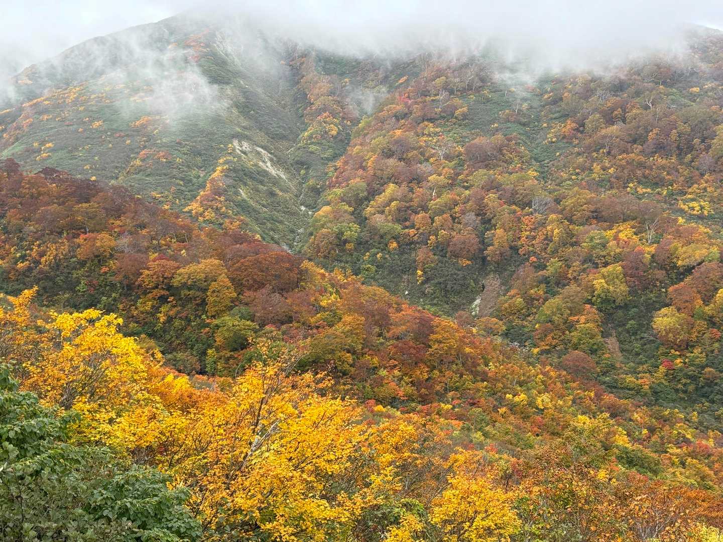 稜線の紅葉はお預けでしたが、曇りでも艶やかな山肌紅葉、午後から一本勝負🥁
たいへんおいしゅうございました😍
おわり