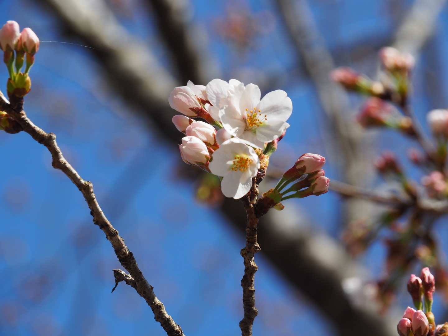 桜も来週ぐらい咲きそう🌸
