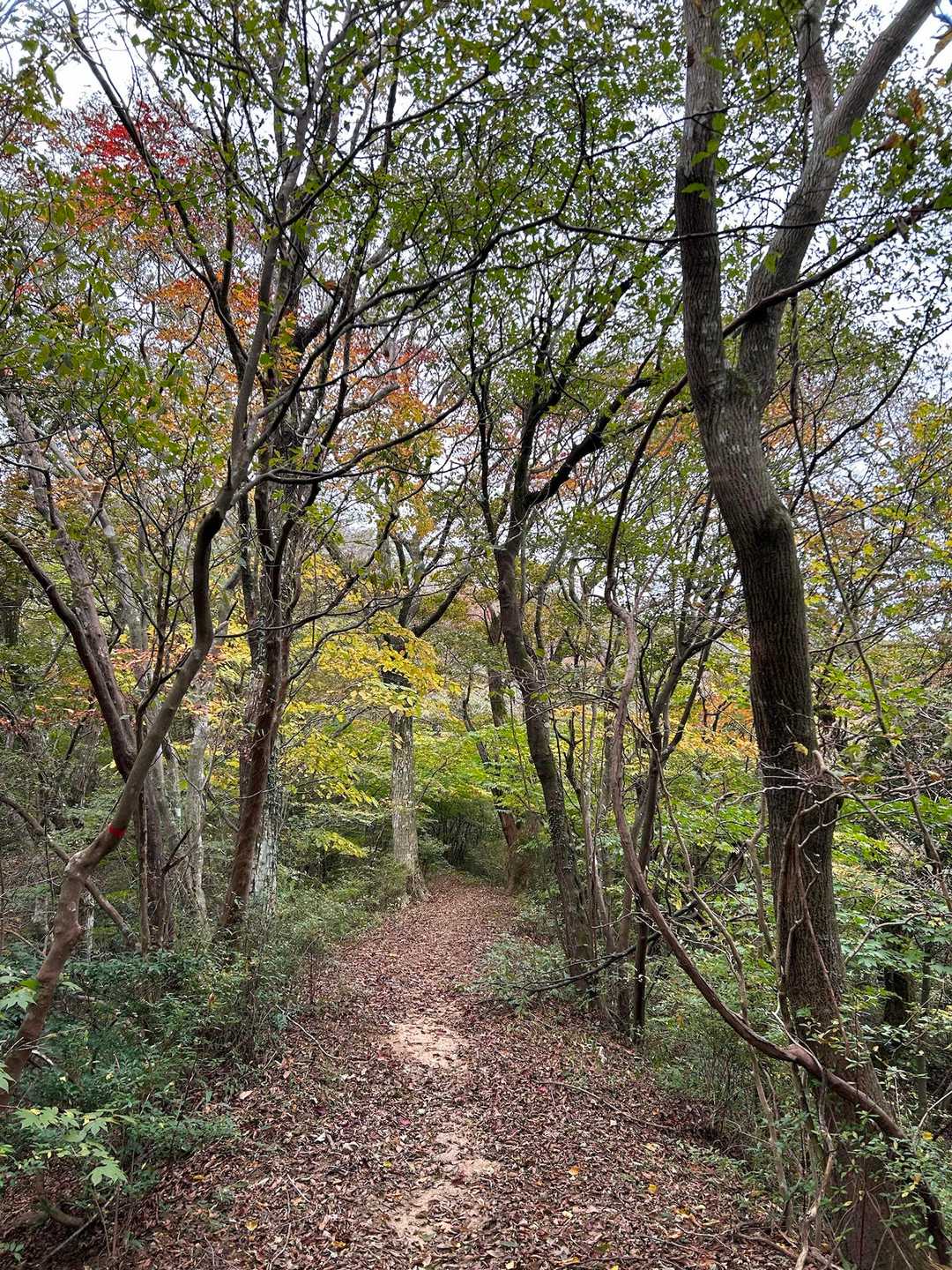 九千部山 往復コースの写真