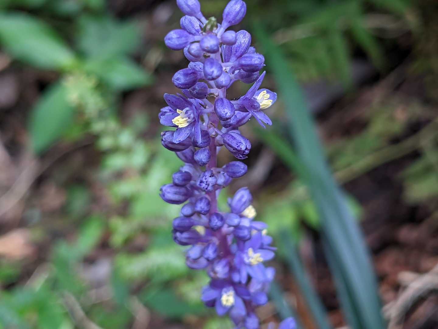 ヤブランの花が開いてる😳