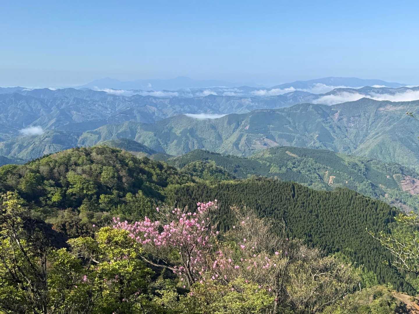 たおやかな白髪岳と霧島も見えて最&高
アケボノツツジが花を添えてくれる☺️
