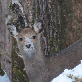 あら！
つぶらな瞳😆
ニホンジカとエゾシカ
見た目は変わらないけど、エゾシカのが一回り大きいみたい！

あとあんなすごい角はニホンジカには無いんだって！🦌