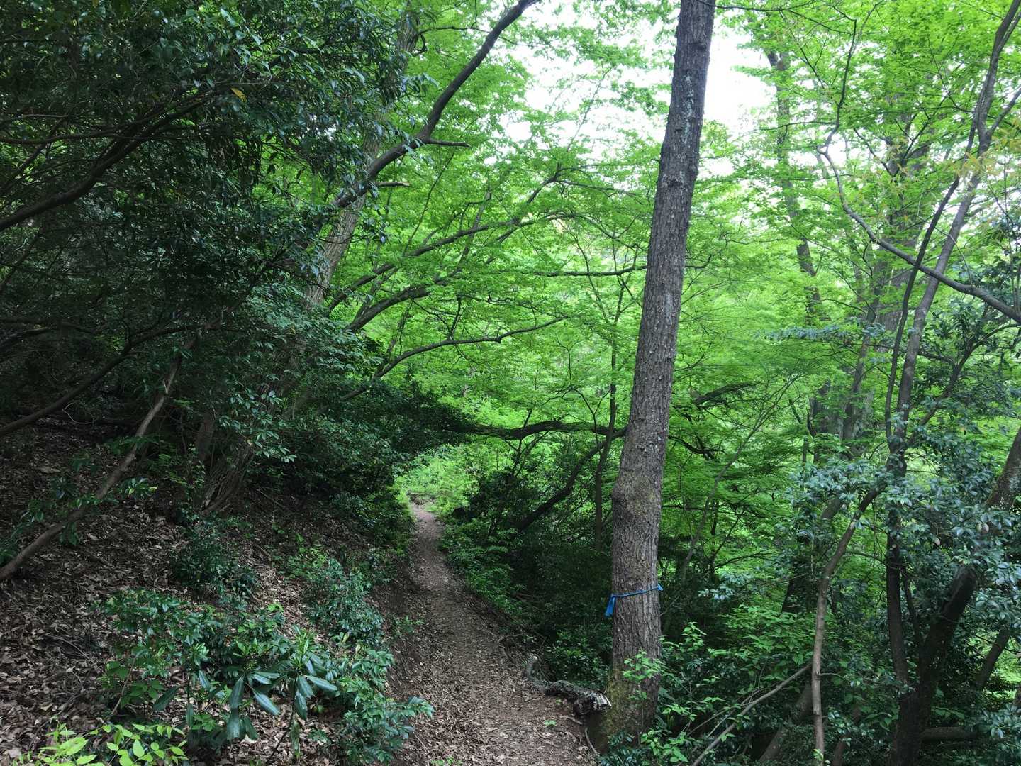 城山登山道入口-城山-城山登山道　合谷口 周回コースの写真