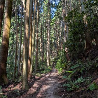 気持ちのいい登山道😌