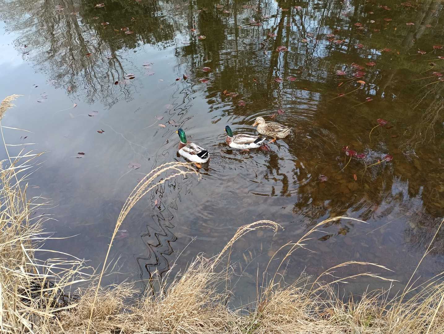 氷池の🦆♂2 ♀1