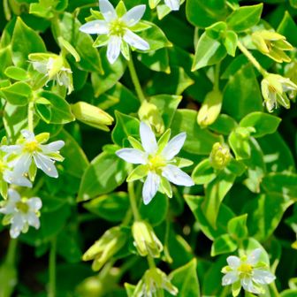 3年前よりも花が小さかった