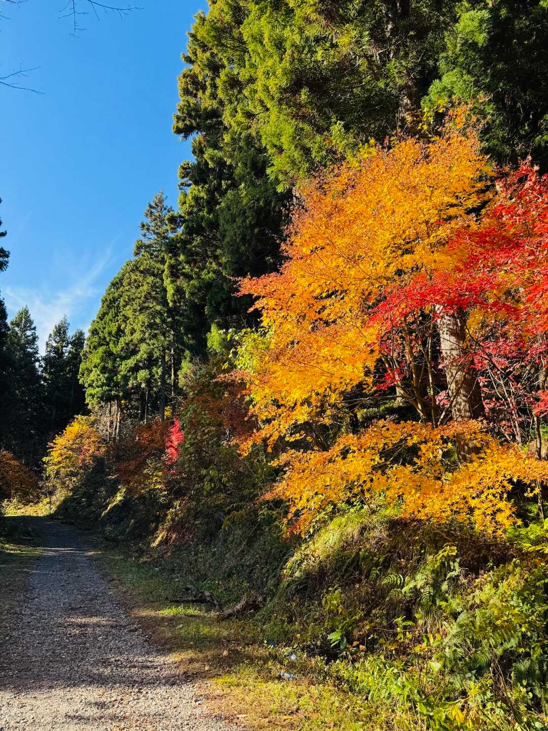 高立山 往復コースの写真