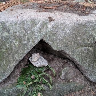 鏡餅が崩れてる。