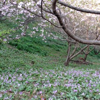 桜とカタクリのコラボ🥰
