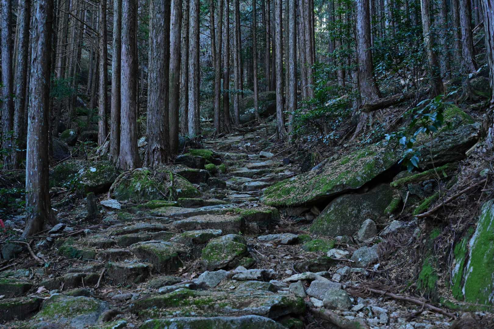 冬なので苔むす石畳とはいかない