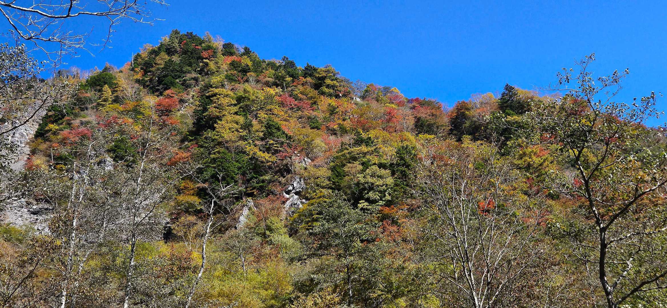 紅葉①