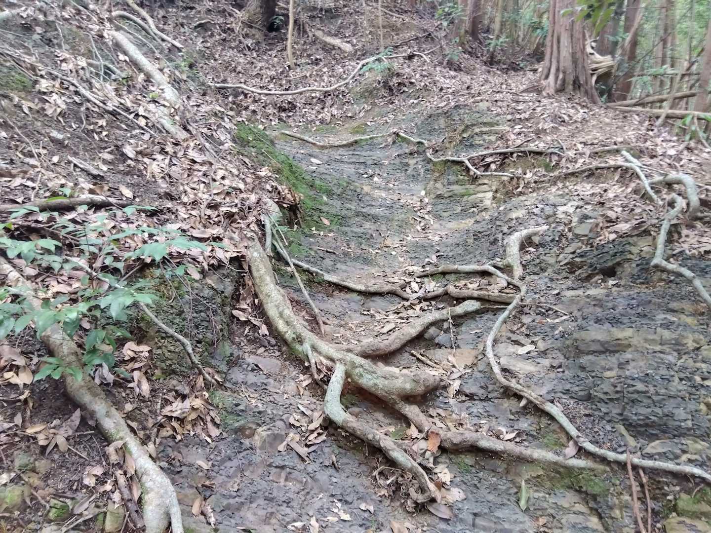 登山道の地面は地層の形が浮き出ていました。
「ここの地層は何の土質かな？」
「堆積岩なら泥岩かな？」建設業界人の会話でした。