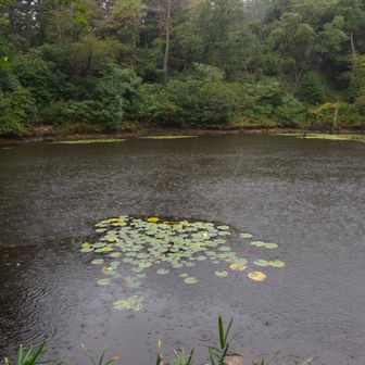 横池（雌池）は雨の波紋でいっぱい