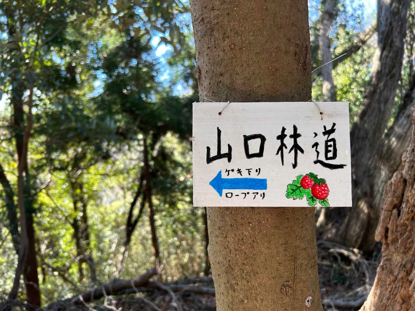 山口林道
ゲキ下り、ほんとに急勾配で下までロープ続きです。