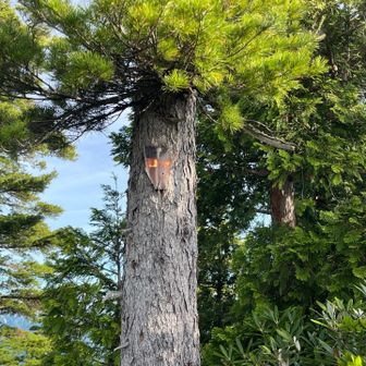 下大倉山の山頂看板だったらしい欠片