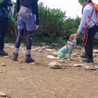 ワンちゃんも登頂