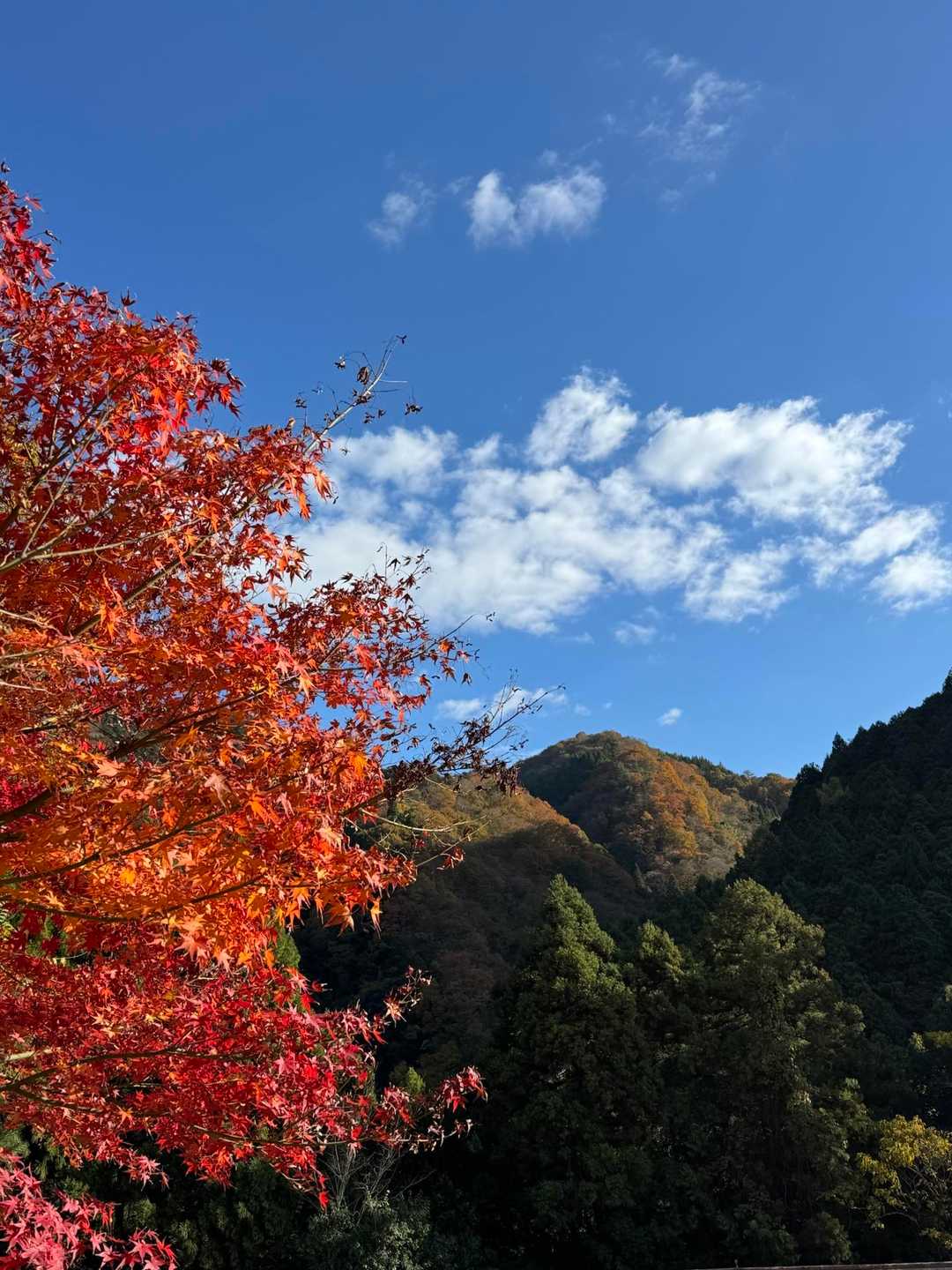 佐目自然公園登山口-高室山登山口-高室山 往復コースの写真