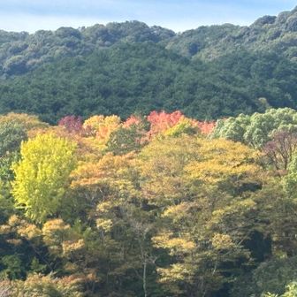 グラデーション🍁