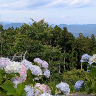 遠くにうっすら🗻　紫陽花の季節❀