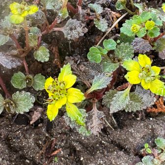 ニッコウネコノメソウ