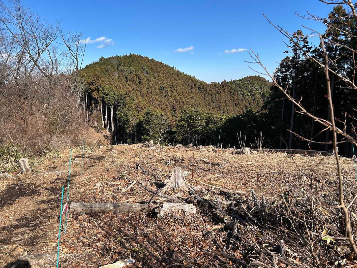 伐採地には杉以外の樹木が植林されてます