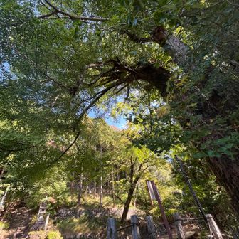 高山不動の大銀杏