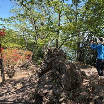 伊豆ヶ岳山頂にツツジ🌺が咲いていました。
