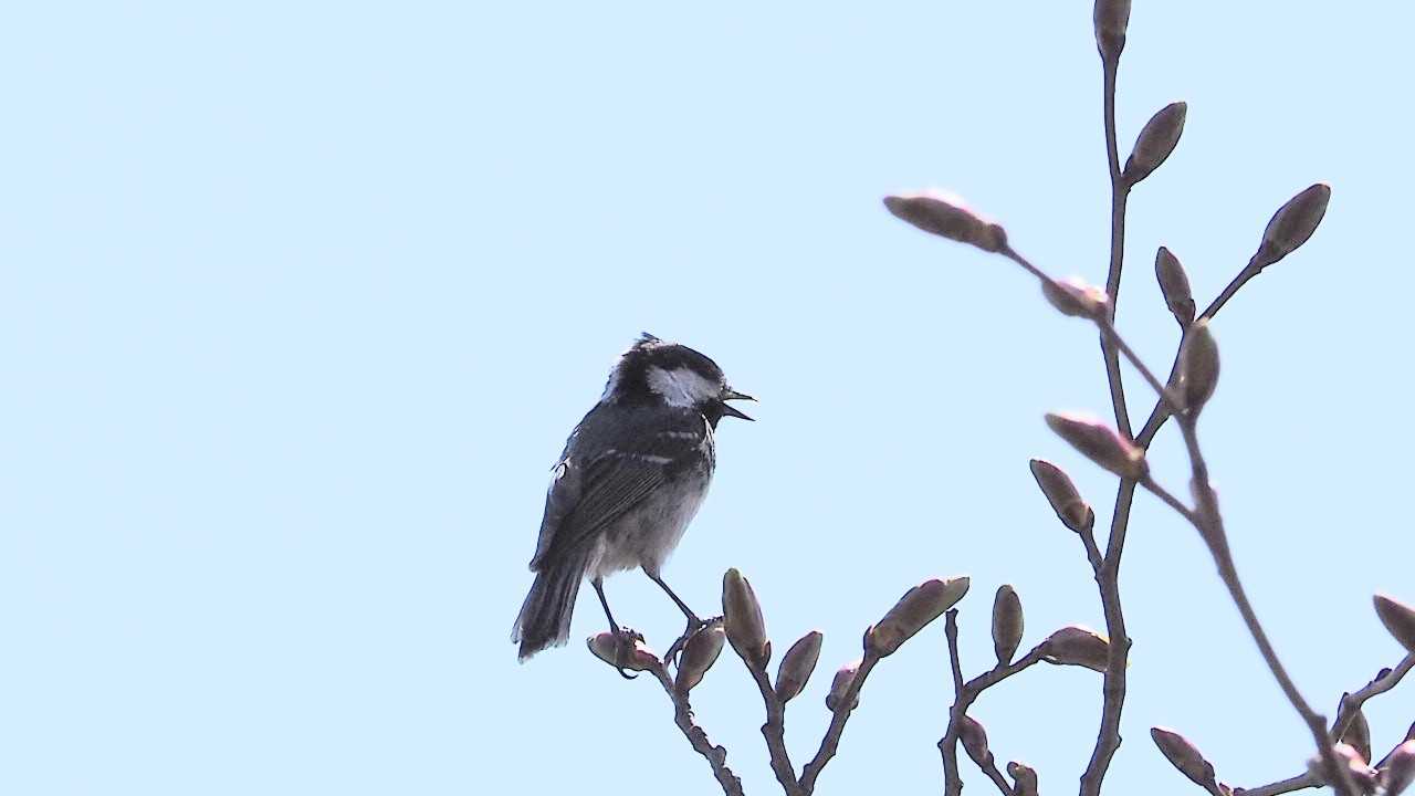 とりっこ