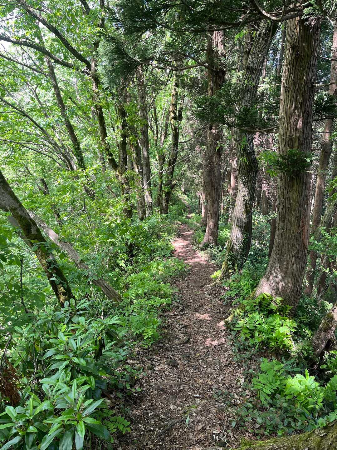 高立山から菩提寺山へ向かう
痩せ尾根んとこ好きです