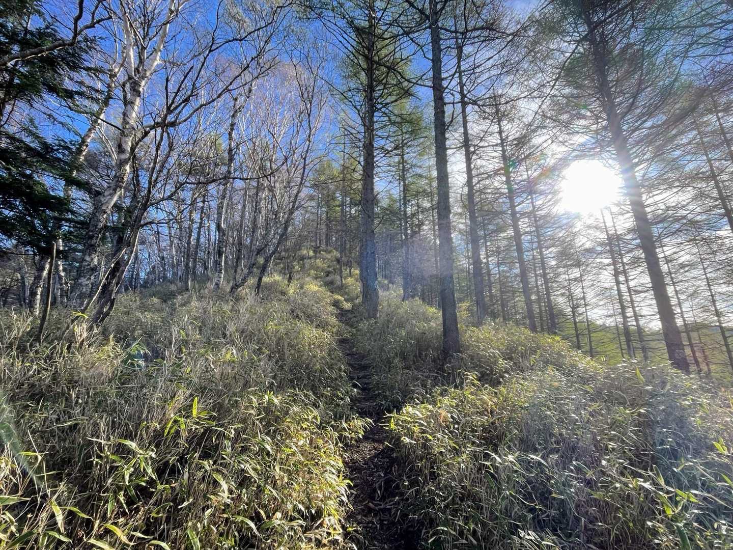 笹薮を越えてからは、視界も明るくなってきたんで、楽しい登りとなります🥵