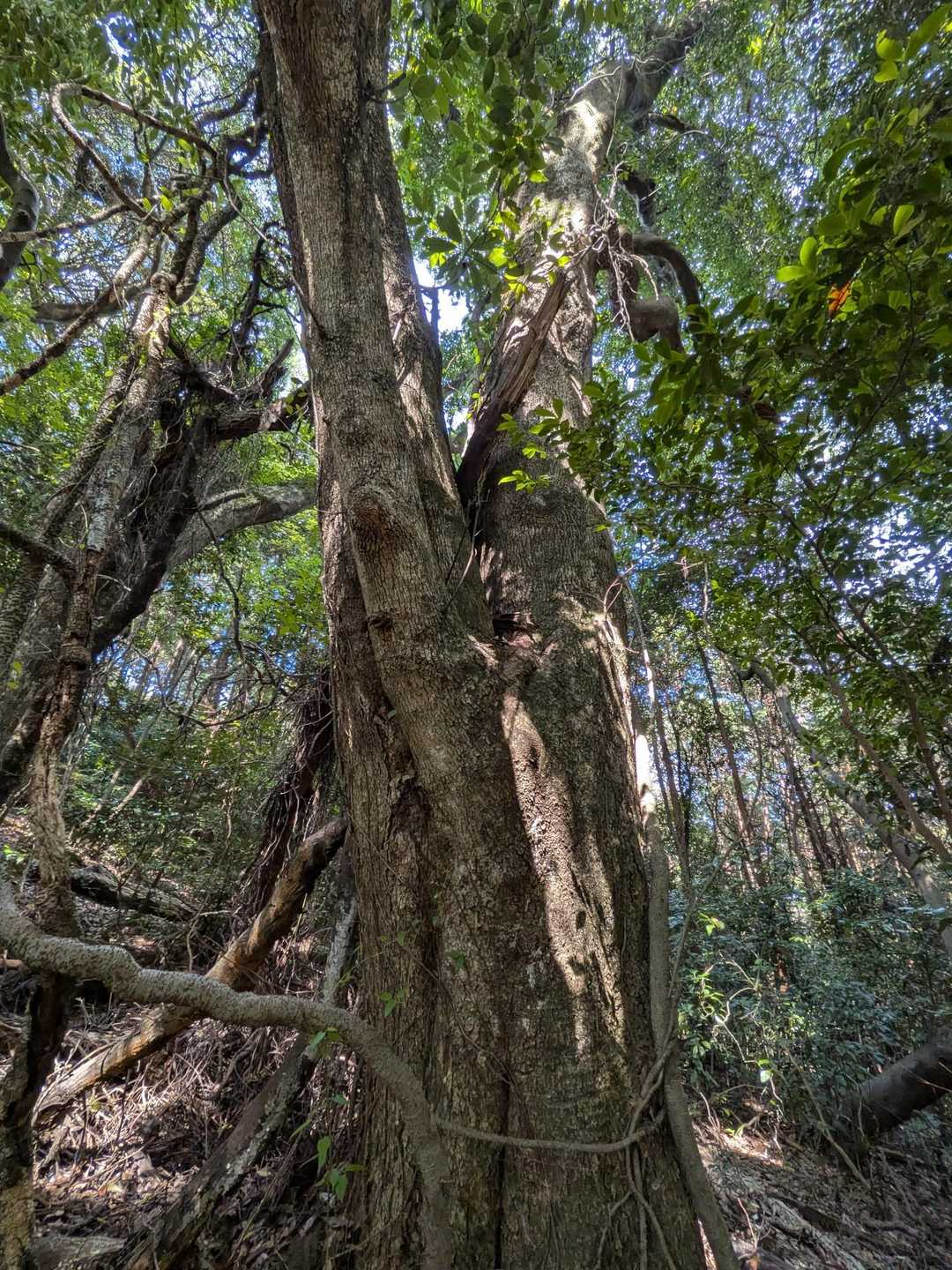 この辺
大木多し🌳