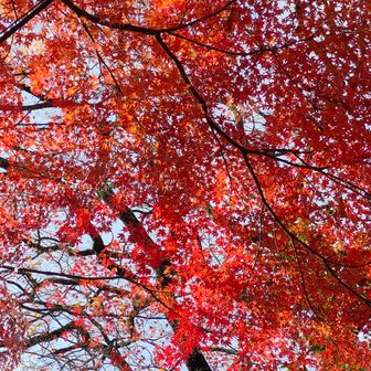 紅葉がまだ綺麗♪