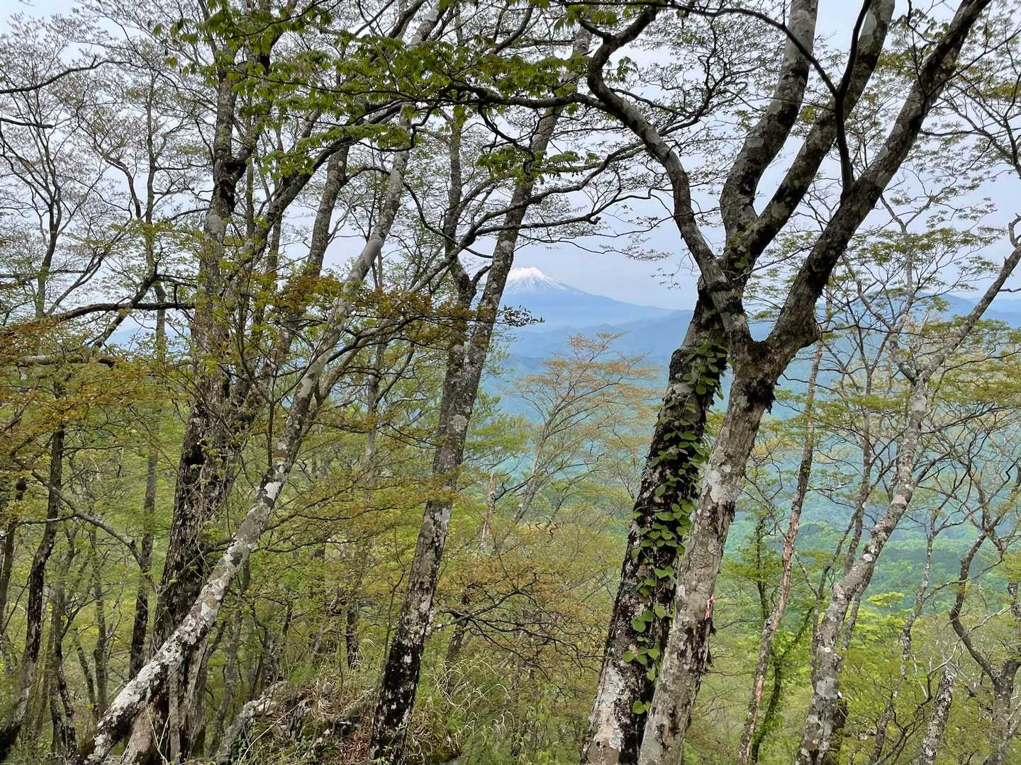 檜洞丸手前での富士山（結局この時だけ）