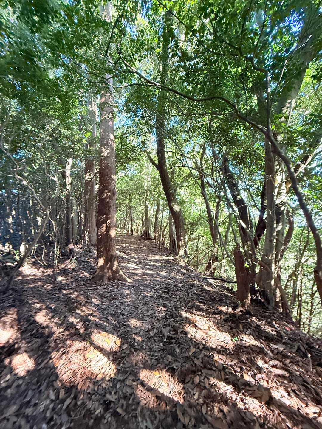 牛の峠登山口-牛の峠 往復コースの写真