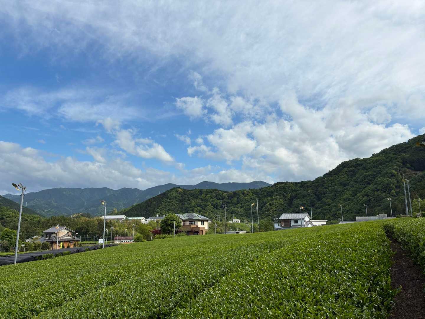 茶畑😁