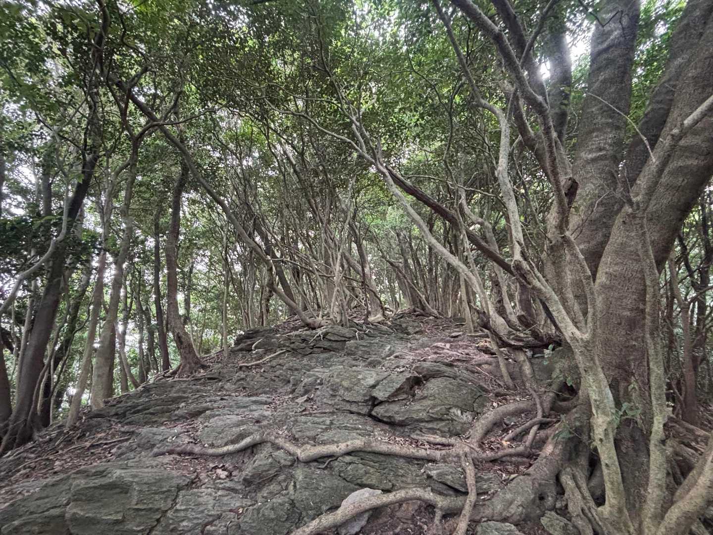 ずっと急登が続きます💦