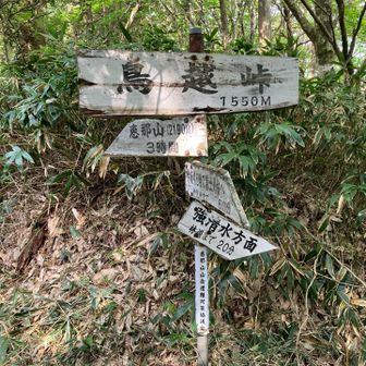 鳥越峠。追分登山口から登るとここに出るので、千両山の登頂は回避できそう。