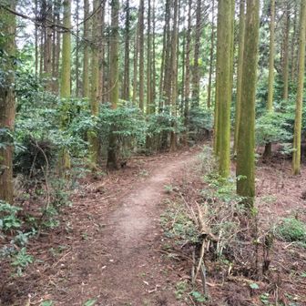 鳥越峠
キレイなルート
