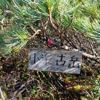 苦労の末なんとか登頂
標識は藪の中に隠れてました
