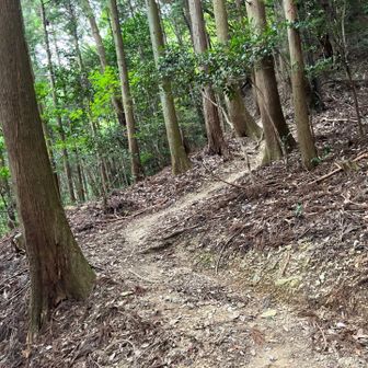 此処から急登です