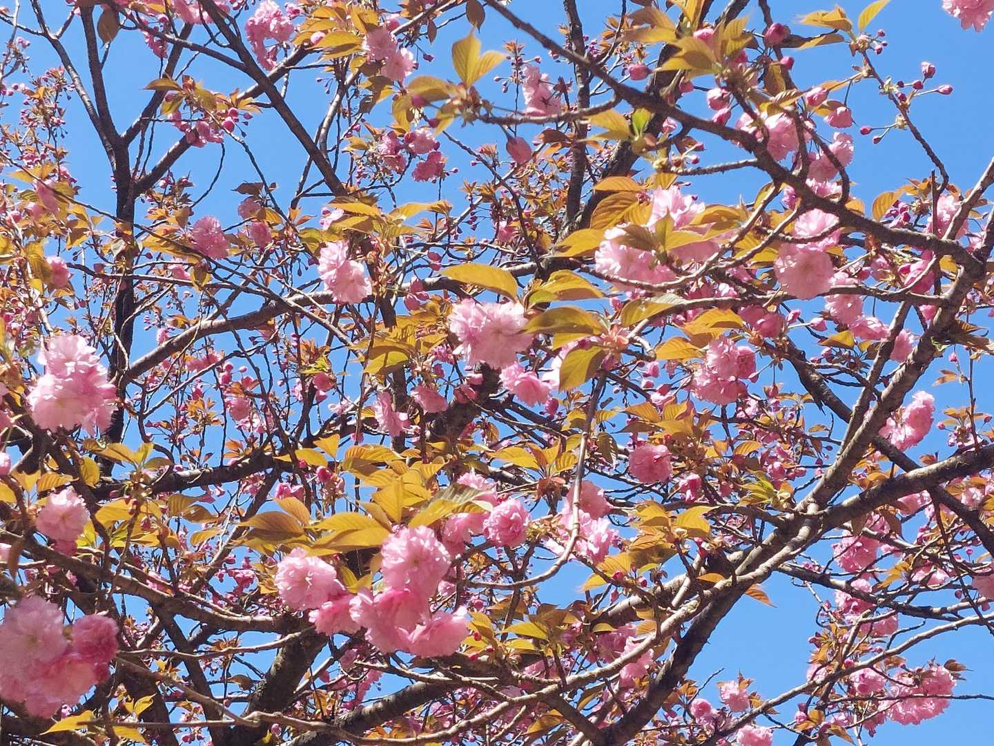 桜🌸きれい✨