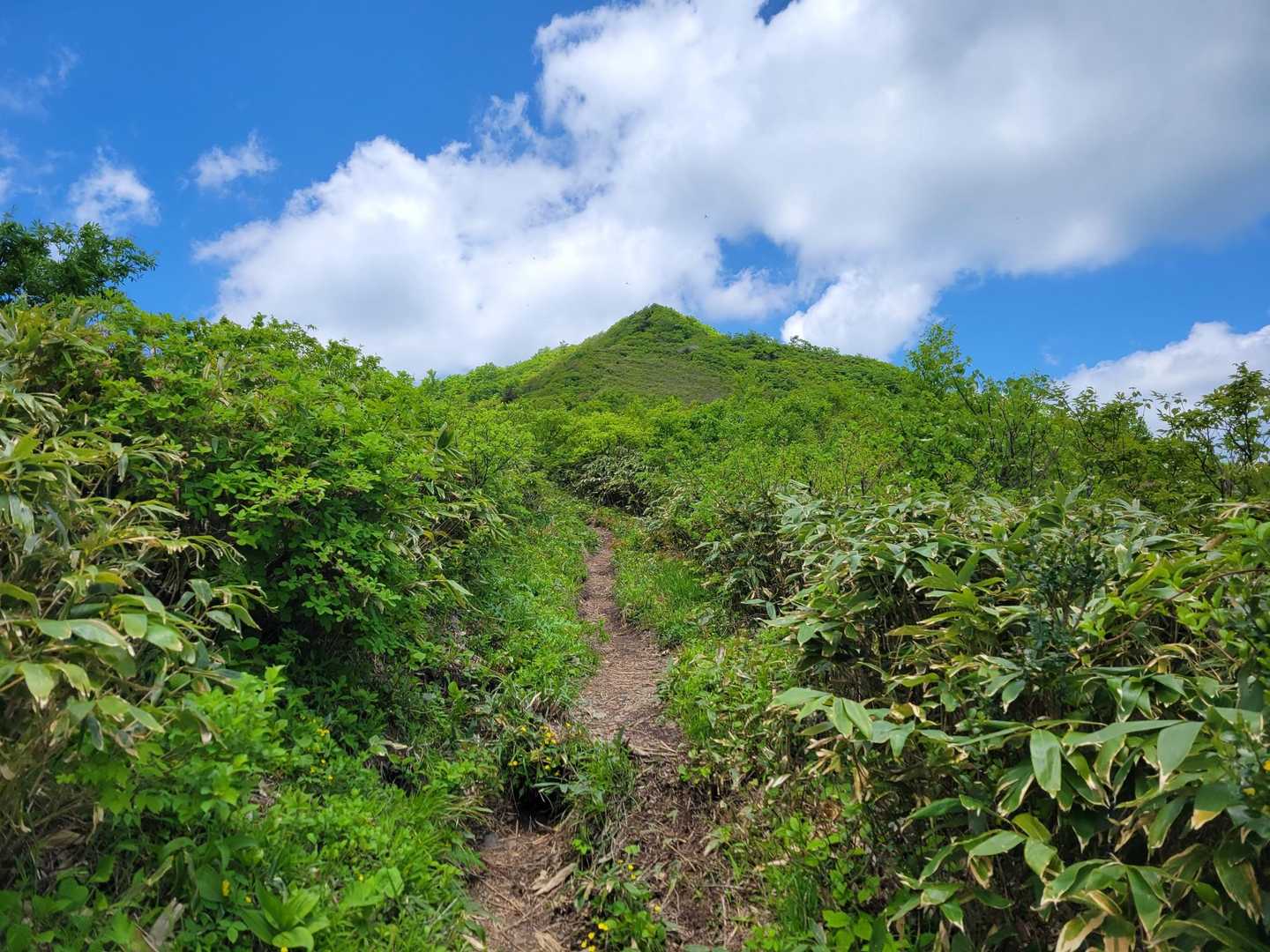 大関山-ハマグリ山-トンガリ山 往復コースの写真