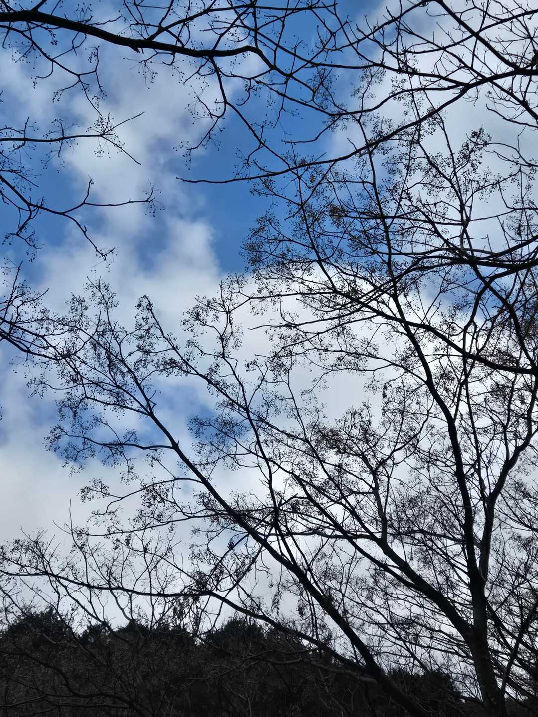 冬の枝っぷりと青空はサイコー