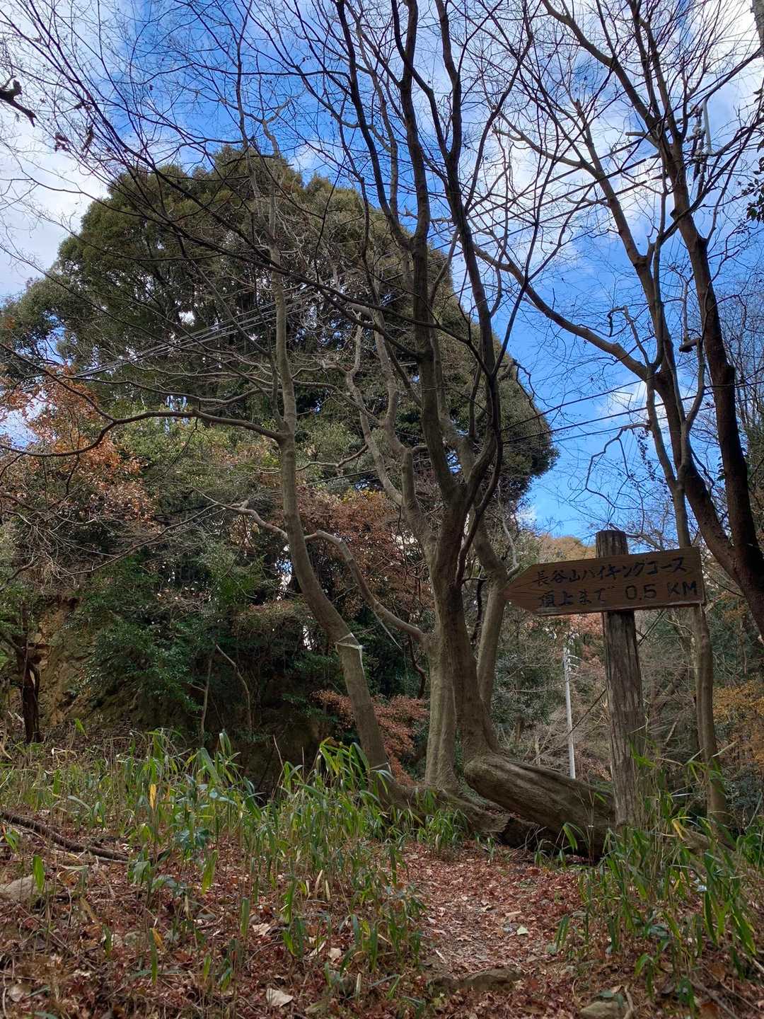 急登は終了。
ここからは、ゆるやかなハイキング道でした。
