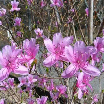 ミツバツツジ🟣