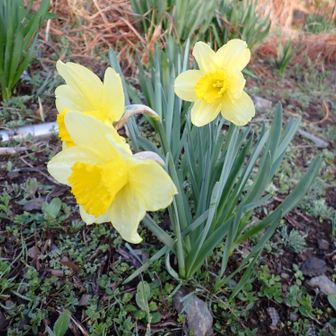 画像に写っている植物はラッパスイセン（学名：Narcissus pseudonarcissus）です。﻿

特徴: ヒガンバナ科の多年生球根植物で、地中海沿岸地方が原産です。﻿

花: 早春に黄色や白色の、ラッパのような形をした副花冠を持つ花を咲かせます。﻿

別名: ナルキッソス、ダフォディルなどとも呼ばれます。﻿

注意点: スイセンの葉はニラと非常に似ていますが、毒性があるため間違えて食べないように注意が必要です。﻿