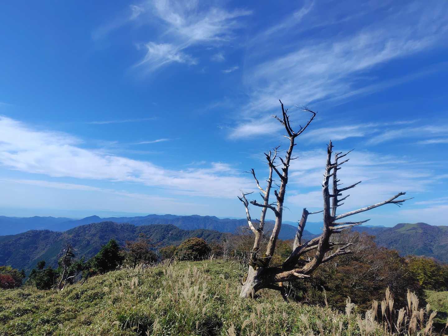 矢筈峠-綱附森 往復コースの写真