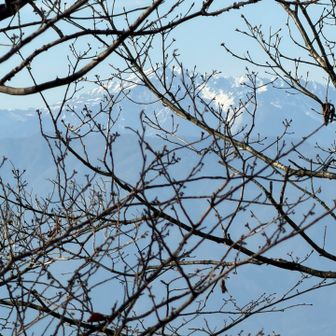 枝がじゃまですが雪を被った農鳥岳、間ノ岳、北岳と右に鳳凰山見えた！