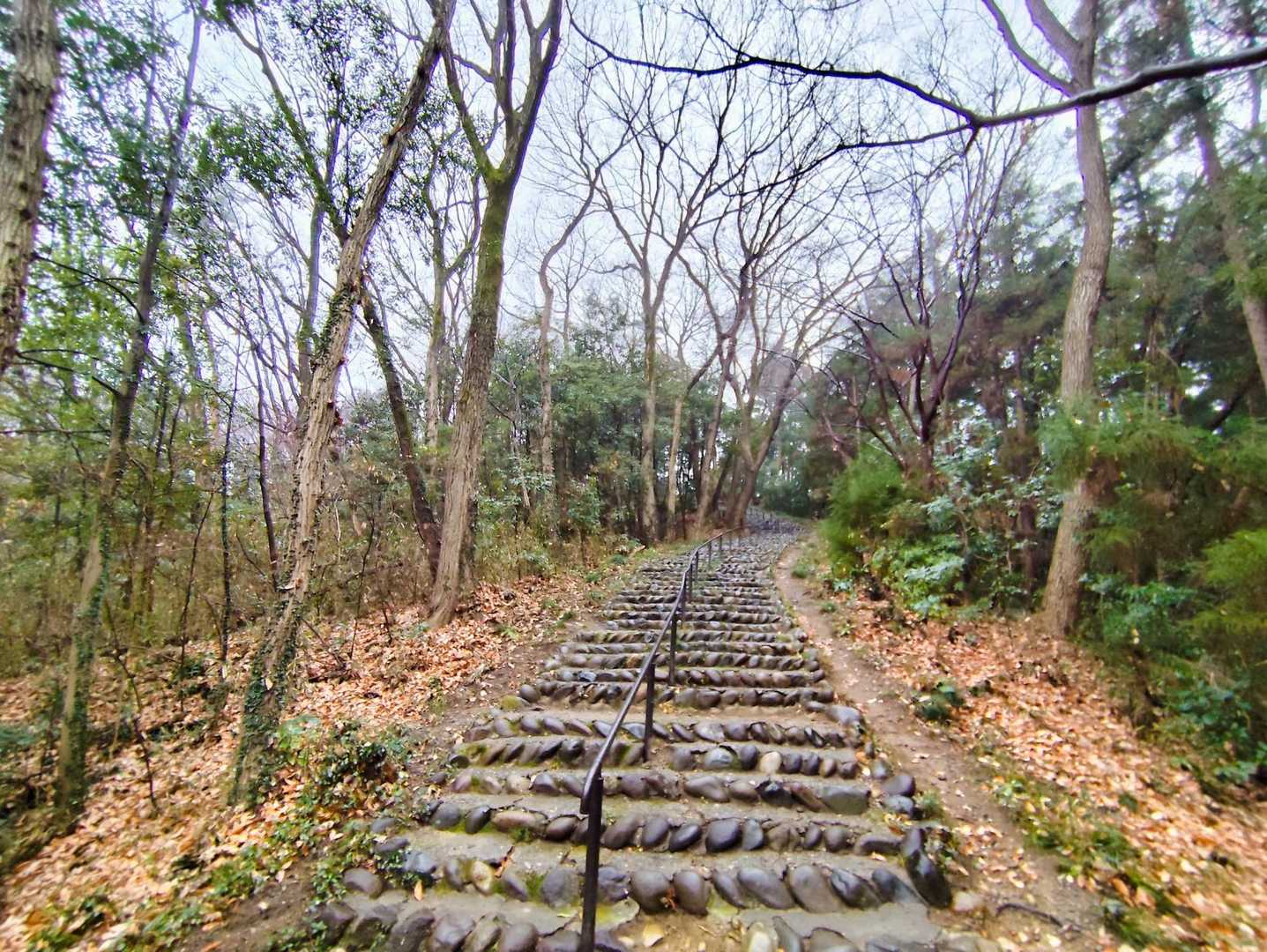 公園から高崎自然歩道へ登ります
古い階段で歩幅が合わず右側を歩きます…